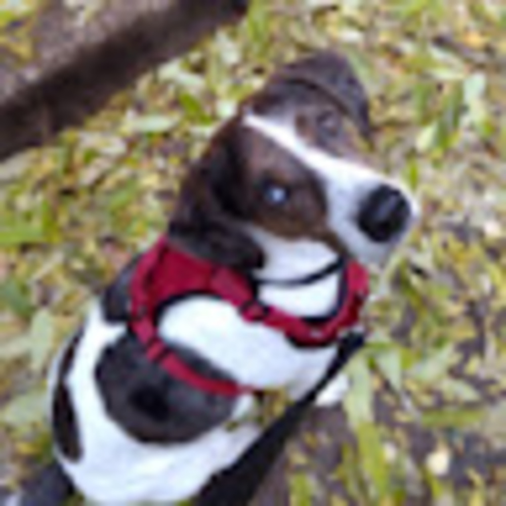Meet your Posher, Nora